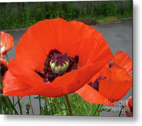 Red Poppy Metal Print featuring the photograph Red Poppy by Barbara A Griffin