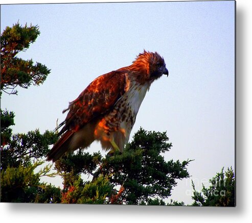 Red-tailed Hawk Metal Print featuring the photograph Red-tailed Hawk Fluff Up by CapeScapes Fine Art Photography