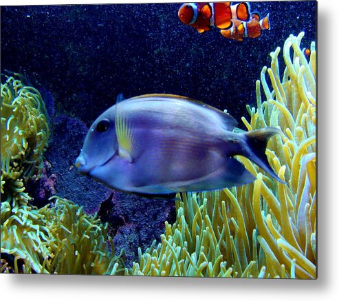 Colorful Reef Fish Metal Print featuring the photograph Reef Fish by Anthony Seeker