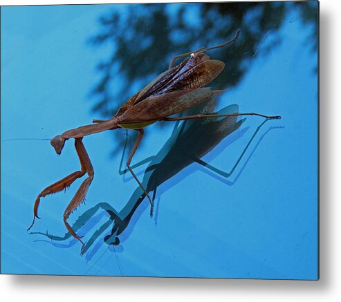 Insects Metal Print featuring the photograph Reflections of a Mantis by Jennifer Robin
