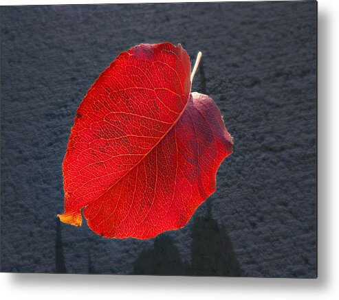 Leaf Metal Print featuring the photograph Remnant by Joe Ownbey