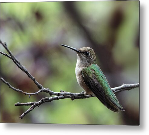 Ruby Throated Hummingbird Metal Print featuring the photograph Resting Between Rounds by Jim Zablotny