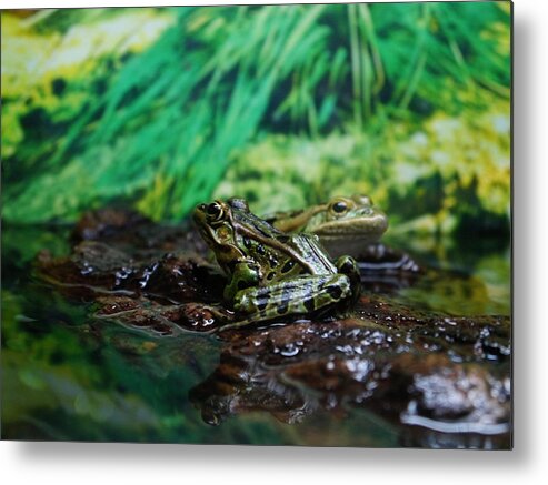 Frog Metal Print featuring the photograph Ribbit by Richard Reeve