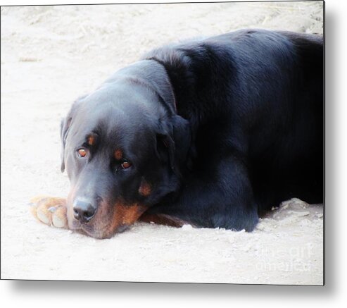 Dog Metal Print featuring the photograph Riley photo by Meagan Visser