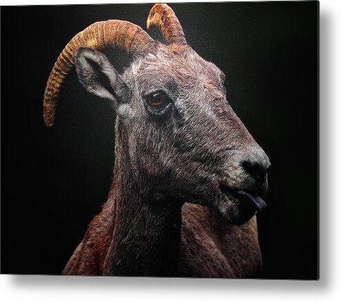 Goat Metal Print featuring the photograph Rocky Mountain Goat by Norma Brock