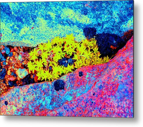 Mountain Metal Print featuring the photograph Rocky Mountain Stonecrop by Ann Johndro-Collins