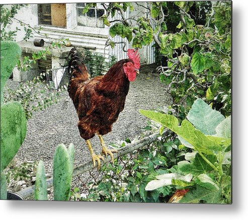 Rooster Metal Print featuring the photograph Rooster Perch by Jean Goodwin Brooks
