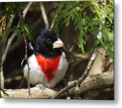 Bird Metal Print featuring the photograph Rose Breasted Grosbeak perched by Brenda Brown