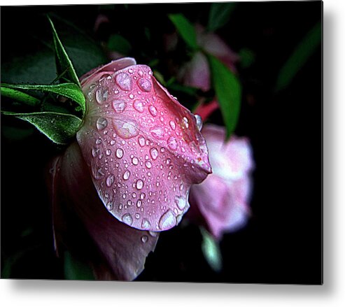 Rose Metal Print featuring the photograph Rose Drops by Suzy Piatt