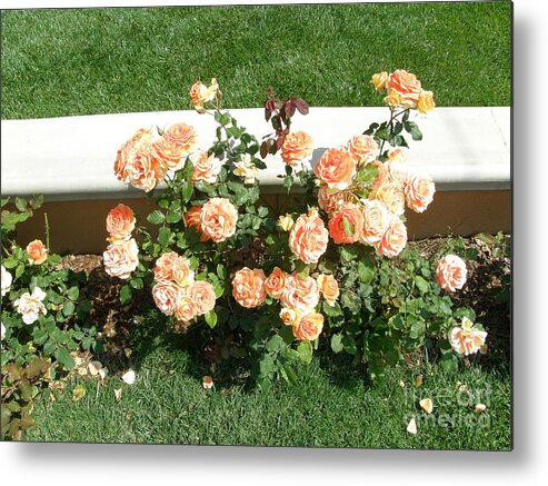 Coral Roses Metal Print featuring the photograph Roses-Roses-Roses by Bev Conover