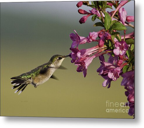 Humming Bird Metal Print featuring the photograph Ruby in Pink by Jan Killian