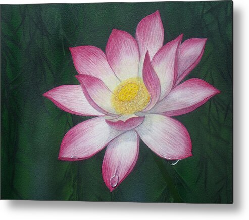 Sacred Lotus Lily Painting Metal Print featuring the painting Sacred Lotus Lily by David Clode