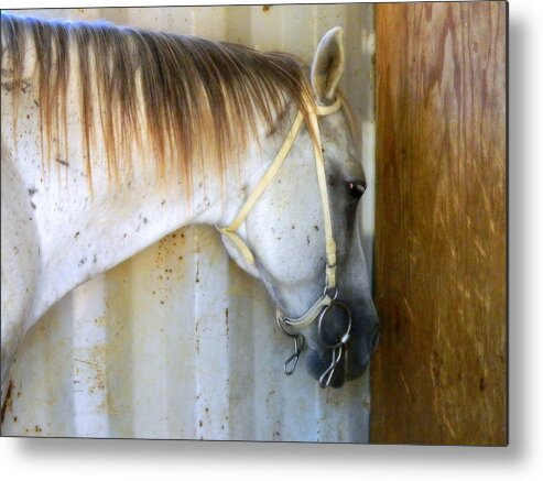 Horse Metal Print featuring the photograph Saddle Break by Kathy Barney