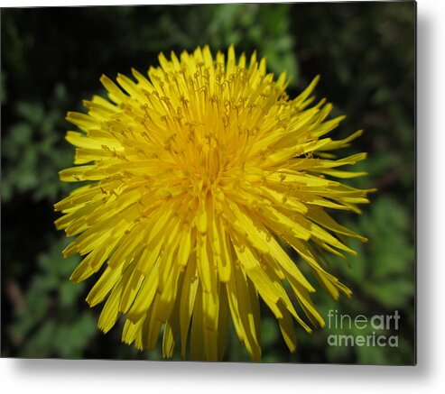 Flower Metal Print featuring the photograph Safe In My Garden by Martin Howard