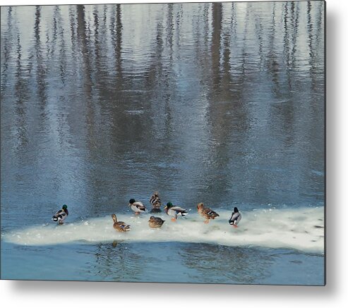 Mallards Metal Print featuring the photograph Safehaven  Indiana  Winter by Rory Cubel