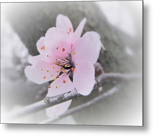 Sakura Metal Print featuring the photograph Sakura Blossom by Marianna Mills