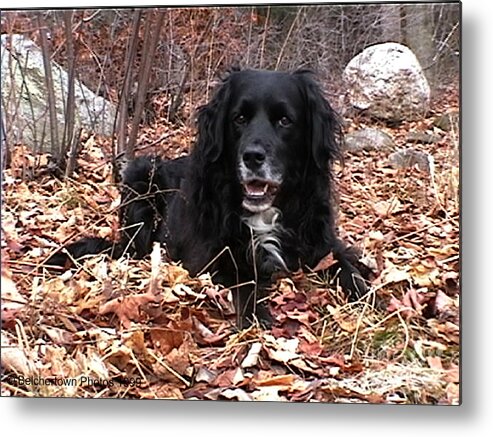 Dog Metal Print featuring the photograph Sammi Smiling In Leaves by Randi Shenkman