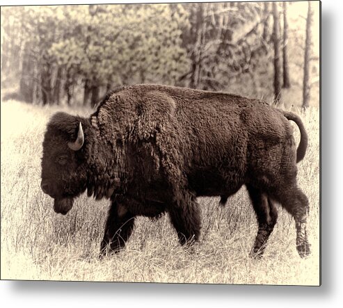 Bison Metal Print featuring the photograph Saved from the Past by HW Kateley