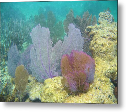 John Pennekamp State Park Metal Print featuring the photograph Sea Fans by Adam Jewell