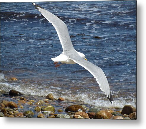 Seagull Metal Print featuring the photograph Seagull in Flight by Tammie Miller