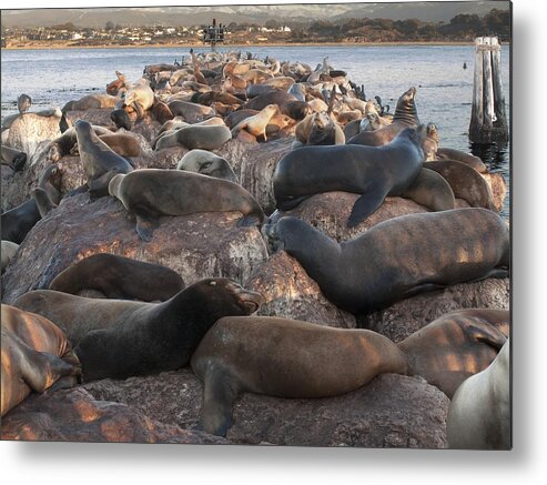 Monterey Metal Print featuring the photograph Seals and Seal Lions by Derek Dean
