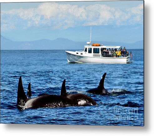 Whales Metal Print featuring the photograph Seattle Whale Watchers by Jennie Breeze