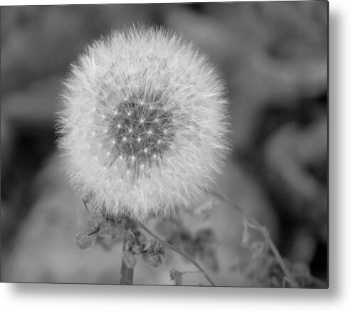 Flowers Metal Print featuring the photograph Seed Head by David T Wilkinson