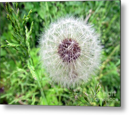 Dandelion Seeds Metal Print featuring the photograph Seeds of Hope by Elizabeth Dow