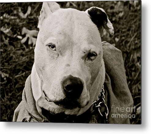 Pit Bulls. Pit Bull Metal Print featuring the photograph Seeing souls by Q's House of Art ArtandFinePhotography