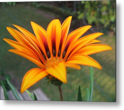 Flower Metal Print featuring the photograph Seeking the Sun 2633 by Maciek Froncisz