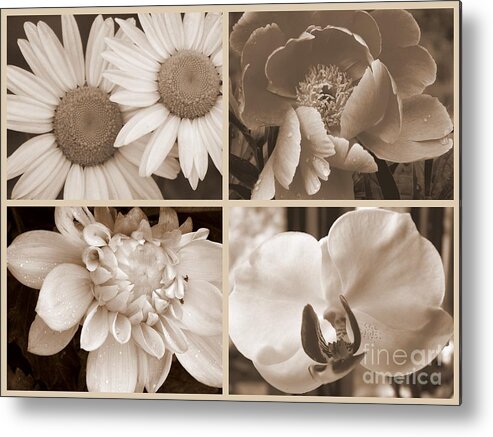 Daisy Metal Print featuring the photograph Sepia Beauties by Eunice Miller