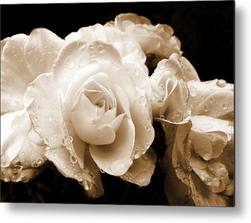 Rose Metal Print featuring the photograph Sepia Roses with Rain Drops by Jennie Marie Schell