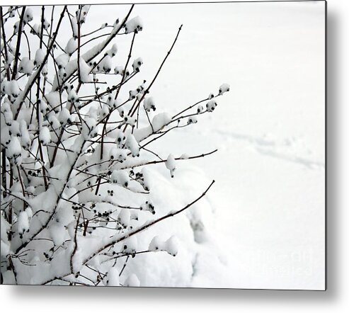 Winter Metal Print featuring the photograph Serene by Margaret Hamilton