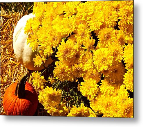 Mums Metal Print featuring the photograph Shades of Autumn by Randy Rosenberger