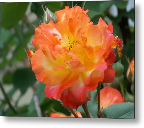 Yellow Metal Print featuring the photograph Shades Of Orange And Yellow by Catherine Gagne
