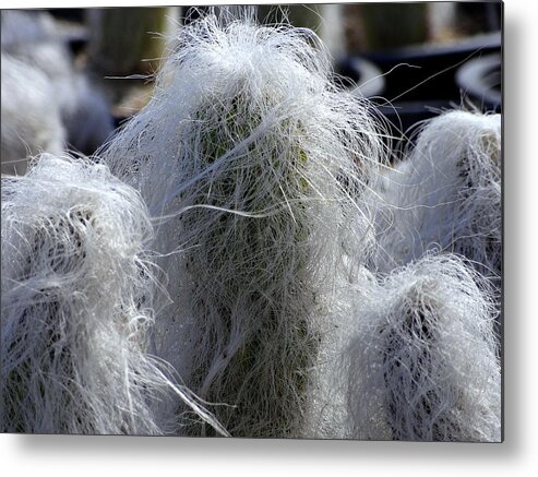 Photography Metal Print featuring the photograph Shaggy cactus by Sergey Nassyrov