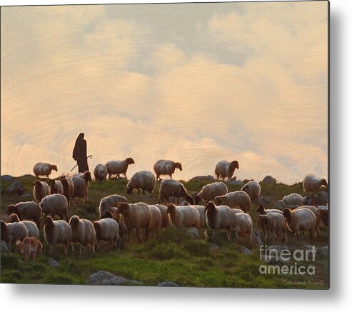 Sheep Art Metal Print featuring the painting Shepherd With Sheep standard size by Constance Woods