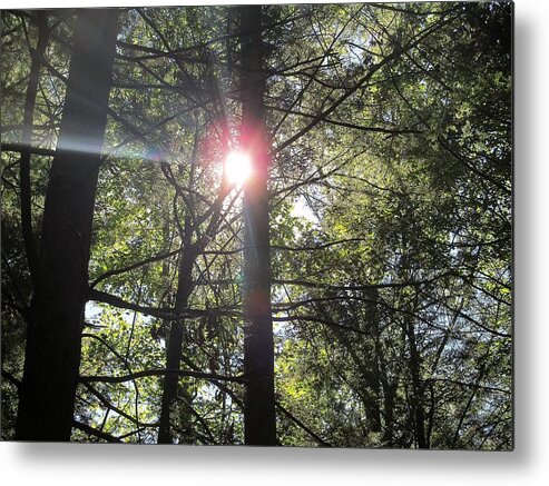 Nature Metal Print featuring the photograph Shining Light by Loretta Pokorny