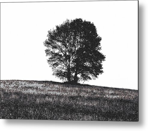 Richard Reeve Metal Print featuring the photograph Silhouette Summer Tree by Richard Reeve
