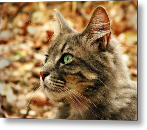 Cat Metal Print featuring the photograph Silver Grey Tabby Cat by Michelle Wrighton