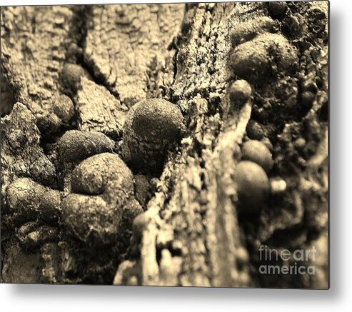 Nature Metal Print featuring the photograph Small Worlds by William Wyckoff
