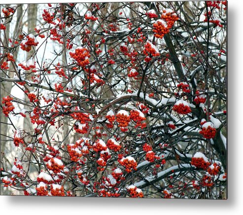 Snow-capped Mountain Ash Berries Metal Print featuring the photograph Snow- Capped Mountain Ash Berries by Will Borden