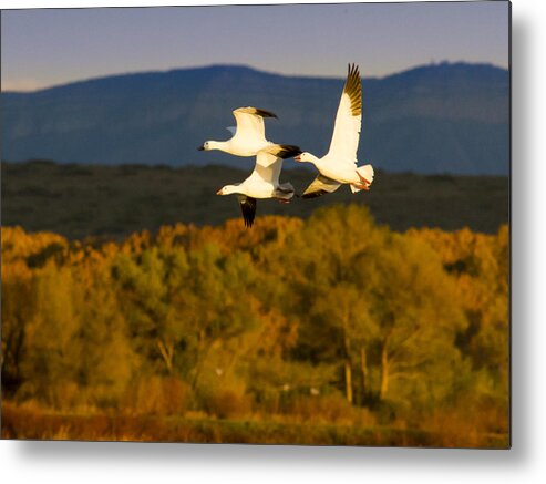 Bosque Del Apache Metal Print featuring the photograph Snow Geese Flying in Fall by Jean Noren