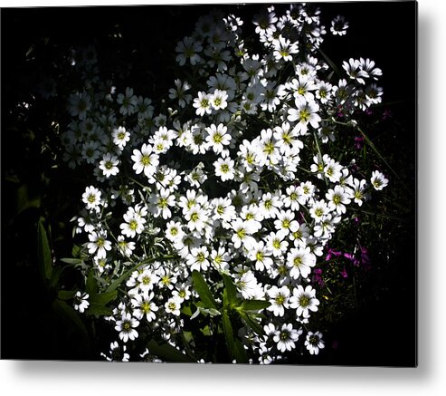 White Flowers Photographs Metal Print featuring the photograph Snow in Summer by Joann Copeland-Paul
