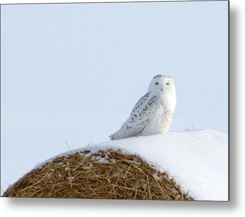 Alyce Taylor Metal Print featuring the photograph Snowy Owl by Alyce Taylor