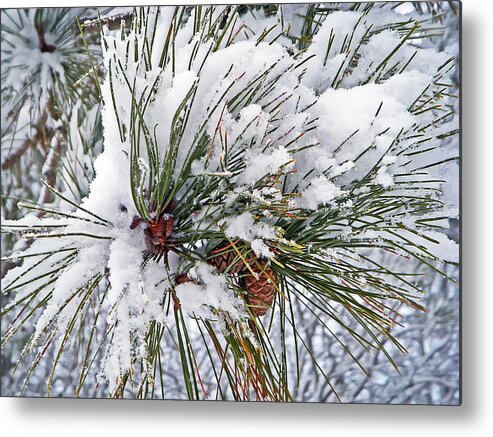 Winter Metal Print featuring the photograph Snowy Pine by Aimee L Maher ALM GALLERY
