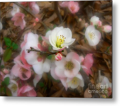 Quince Metal Print featuring the photograph Soft Spring Quince Blossoms by MM Anderson