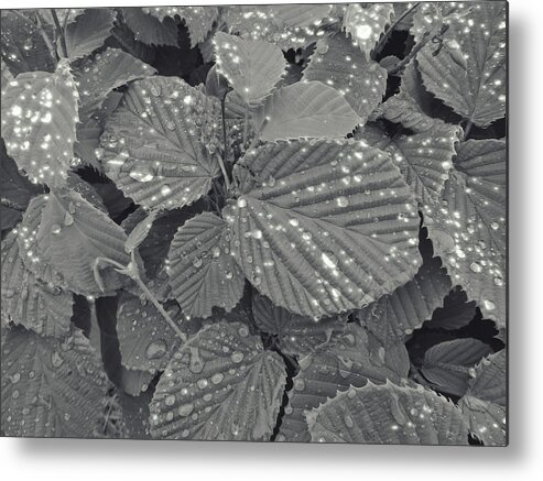 Leaves Metal Print featuring the photograph Sparkling Leaves by Cathy Anderson