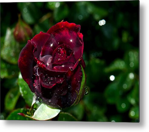 Sparkle Metal Print featuring the photograph Sparkling Red Rose by Camille Lopez