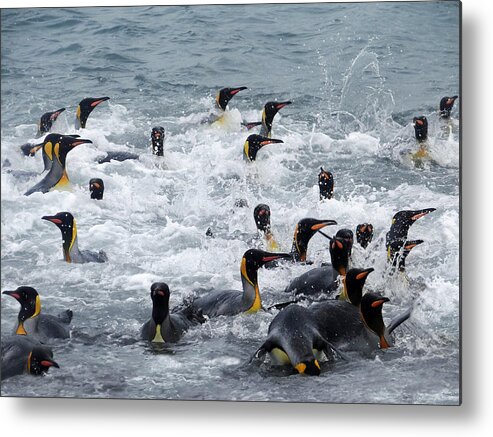 King Penguins Metal Print featuring the photograph Splish Splash by Ginny Barklow